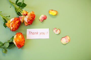Warm palette of petals on solid pastel green background
