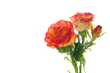 Roses with fiery shades on white background