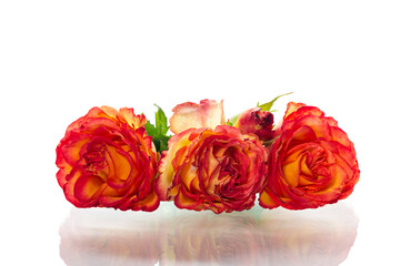 Large rosebud with rich warm gradient on white background