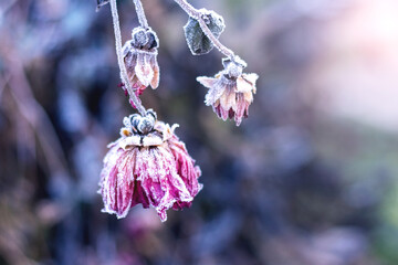 Three wilted pink flowers delicate frost hanging blurred gray-purple background close-up detailed...