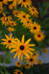 Obraz premium A horizontal cluster of Rudbeckia blooms in a pesticide-free summer garden, golden petals and brown centers forming a vibrant pattern against blurred foliage.