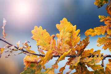 Yellow orange autumn oak leaves branch blurred background water sunlight cozy autumn atmosphere