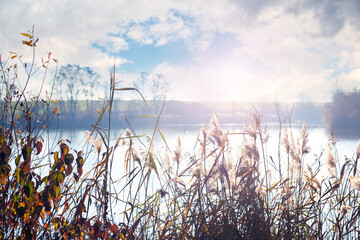 Bright sun over water through reeds foreground peaceful serene natural landscape soft glow...