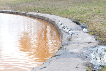 City gulls and ducks sit in the spring in the park on the parapet by the pond with yellow water