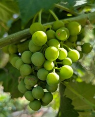 Vista de cerca de un racimo de uvas verdes pendientes de madurar