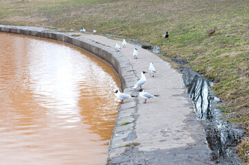 City gulls and ducks sit in the spring in the park on the parapet by the pond with yellow water