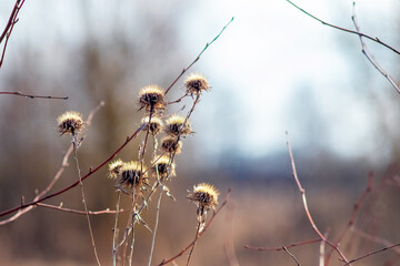 Dry brown plants fluffy inflorescences foreground blurred light background branches peaceful natural winter atmosphere