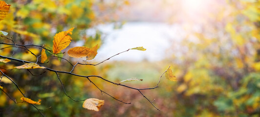 Autumn leaves on a tree branch against a blurred landscape with a pond, sunlight, golden season,...
