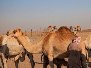 Camels and Bedouin in the Al Khatim Desert. Abu Dhabi, United Arab Emirates. Camel farm. Wildlife. Travel concept. Symbol of endurance. Popular tourist destination.