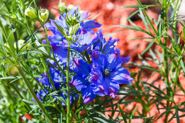 An image of Larkspur flowers 