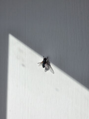ant on the wall