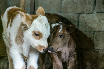 Obraz premium Traditional Rural Farming Scene in Pankisi Gorge, Georgia.