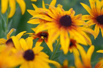 A horizontal close-up of a yellow garden spider on a Rudbeckia bloom in a pesticide-free summer garden, set against a softly blurred green background.