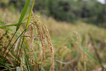 Close-up of Ripe Rice plants in a rice field, with golden grains and green leaves sharply focused against a blurred background.