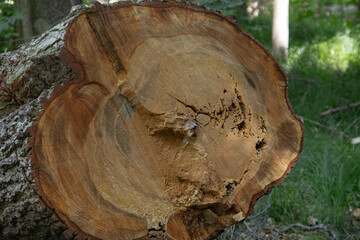 A close-up of a trunk section. The section shows annual rings by which the age of the wood can be...