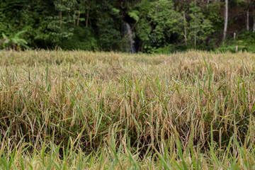 A close-up of a rice field with lush green and yellowish rice plants swaying gently in the sunlight.