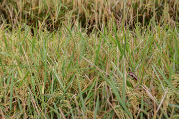 A close-up of a rice field with lush green and yellowish rice plants swaying gently in the sunlight.