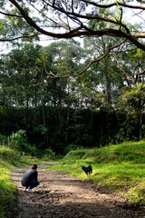 Dog playing in the forest