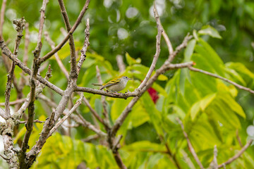 The chestnut-sided warbler (Setophaga pensylvanica) in winter. The chestnut-sided warbler breeds in Eastern North America.