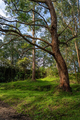 Obraz premium Trees in the forest