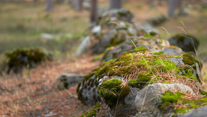 Mountain boulders picturesquely covered with green moss and red fallen needles on the surface of the ground in a pine grove. The background is blurred.