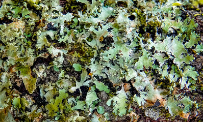 Lichen Labyrinth