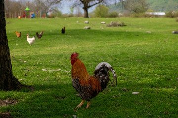 Traditional Rural Farming Scene in Pankisi Gorge, Georgia.