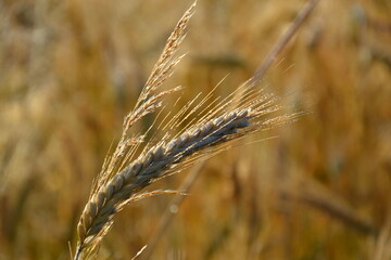 wheat field farmland on  countryside