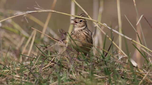 ORIENTAL SKYLARK