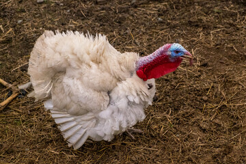 Traditional Rural Farming Scene in Pankisi Gorge, Georgia.