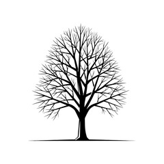 Obraz premium Silhouette of a bare tree