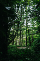 Lush Green Forest and Trail at Devil’s Glen in County Wicklow, Ireland