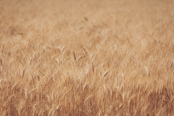 Golden wheat field swaying gently under the warm afternoon sun in a serene rural landscape
