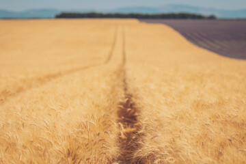 Golden wheat fields stretch endlessly under a clear blue sky, showcasing the beauty of nature and the artistry of agriculture during a warm summer day
