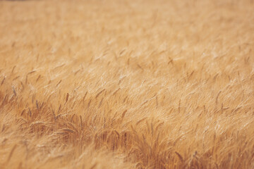 Golden waves of wheat dance in the breeze under a warm summer sky in the countryside fields at dusk