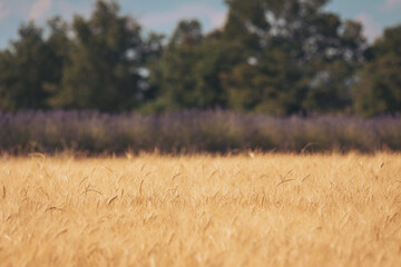 Golden waves of wheat sway under a clear sky while vibrant lavender fields bloom in the background...