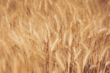 Golden wheat fields sway gently under the warm sun in the outskirts of a quaint village during late...