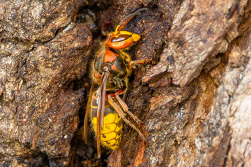 Closeup side view profile of European hornet, Vespa crabro, foraging on sap oozing from tree bark of common oak, Quercus robur, with clearly visible body parts such as antennae, wings and body hair