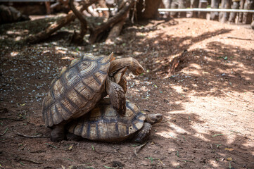 Giant tortoises and African tortoises are mating