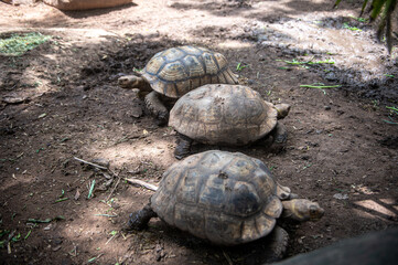 Three giant African tortoises