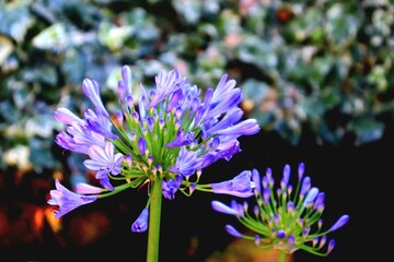 Purple agapanthus flower in soft neutral background
