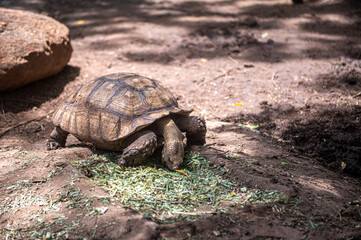 Giant tortoise, African tortoise eating plants
