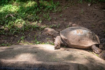 A giant African tortoise is sunbathing