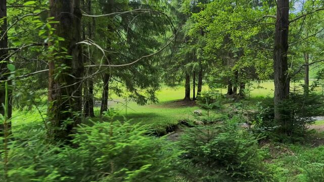 Relaxing Real-Time Walk Through Forest Alongside a Small Stream in Summer Light with Side View Angle at 24fps