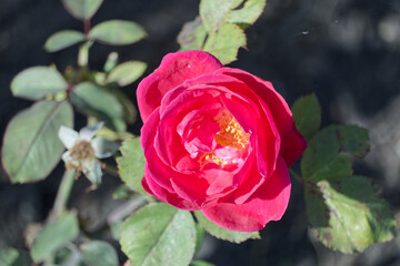 Pink rose in the garden