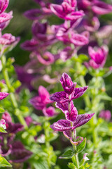 pink leaves on a plant