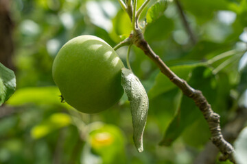 A single apple in the sunlight, surrounded by blurry green leaves. The texture of the peel is clearly visible.