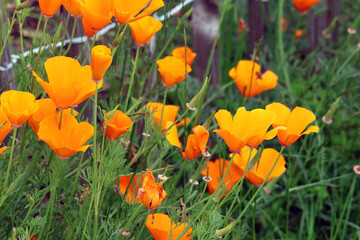 de belles fleures jaune des Eschscholtzia