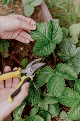 A man carefully tends to strawberry plants in his garden, pruning leaves and harvesting ripe berries. Sunlit shot showcasing organic gardening and sustainable living
