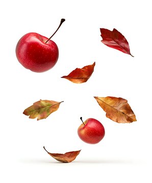 set of autumn leaves and fruits